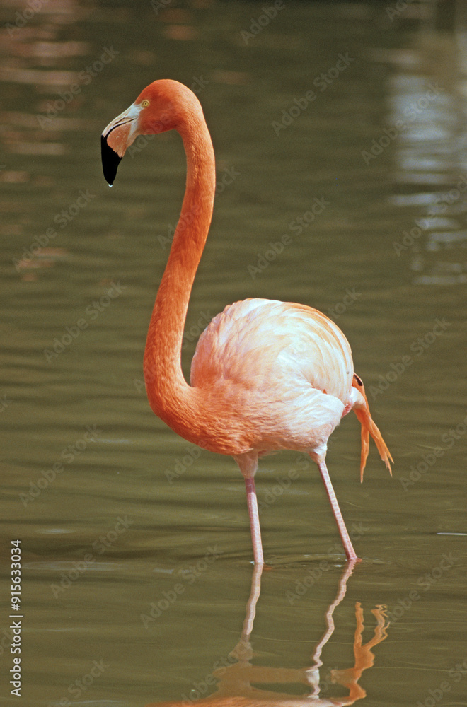 Obraz premium Flamant rose, Phoenicopterus ruber ruber, American Flamingo
