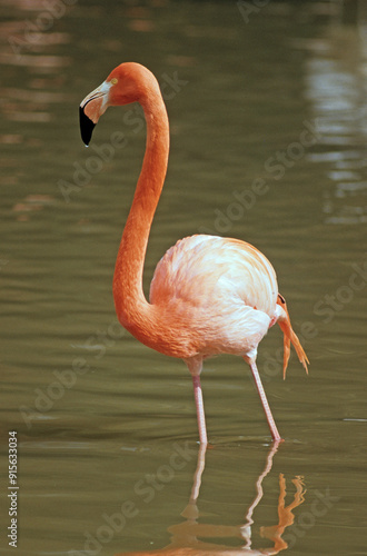 Flamant rose, Phoenicopterus ruber ruber, American Flamingo