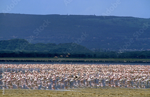 Flamant nain, phoenicopterus minor, Lesser Flamingo, Parc national de Nakuru, Kenya photo