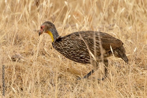 Francolin à cou jaune,.Pternistis leucoscepus, Yellow necked Spurfowl photo