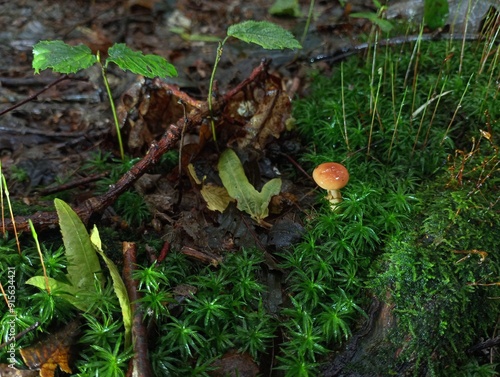 A brown mushroom was growing in the green thick moss. Beautiful natural background with poisonous mushrooms. photo