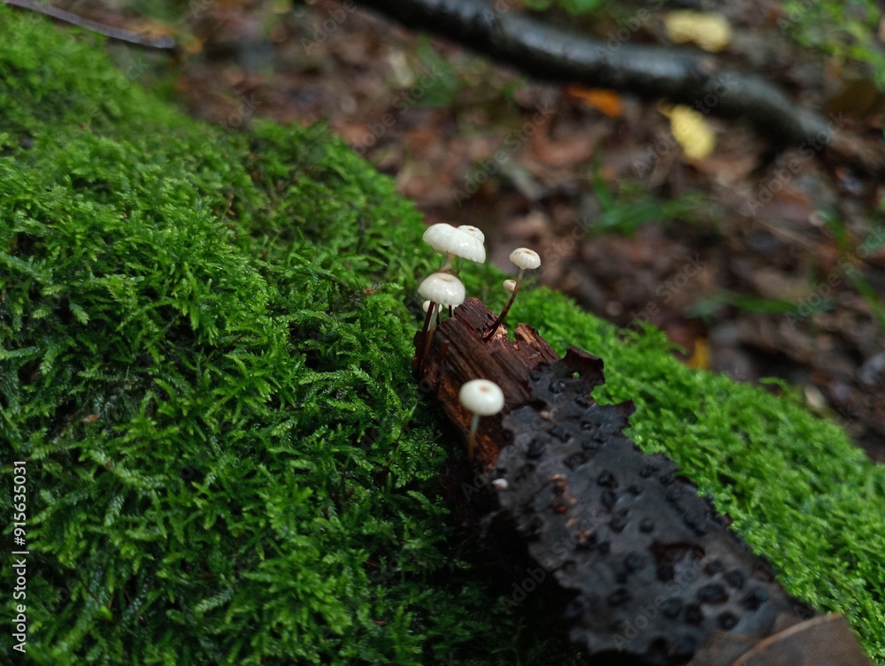 Small poisonous microscopic mushrooms of white color on an old rotten branch lying on green moss in the forest. Small poisonous microscopic mushrooms of white color on an old rotten branch lying on green moss in the forest.