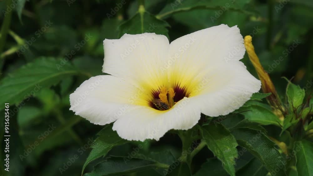 Turnera ulmifolia (Chanana) flower and a bee Turnera ulmifolia (Chanana) flower and a bee