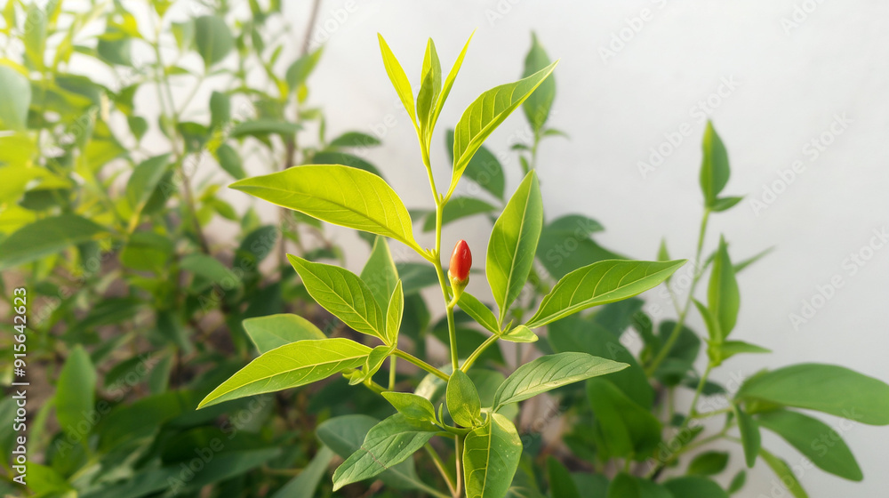 Fresh Chilies and Shiny Green Leaves in the Morning Sun Fresh Chilies and Shiny Green Leaves in the Morning Sun