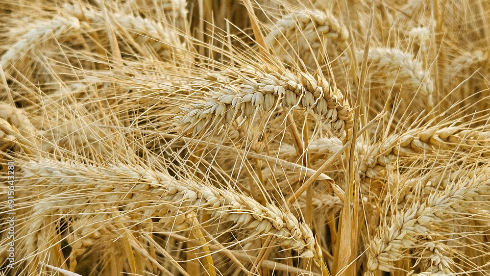 Golden Cereal field with ears of rye, Close-up natural background Golden Cereal field with ears of rye, Close-up natural background