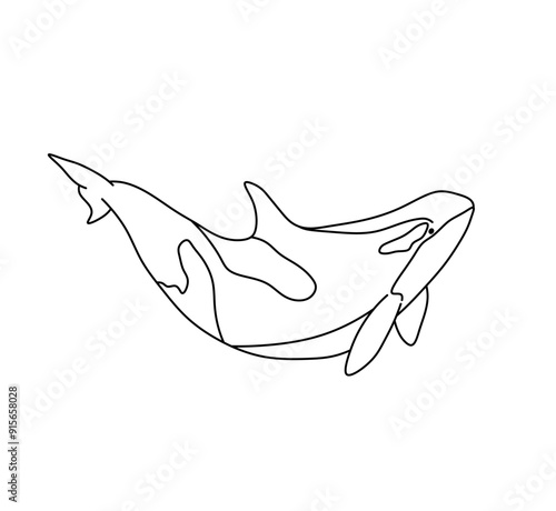 Vector isolated one single killer whale colorless black and white contour line easy drawing