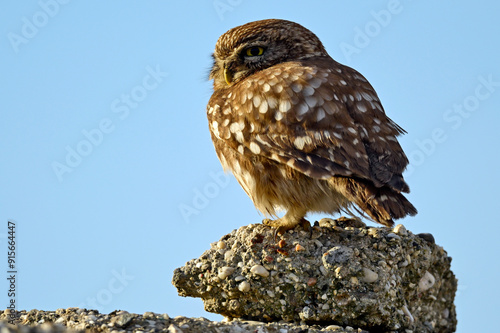 Steinkauz // Little owl (Athene noctua) photo