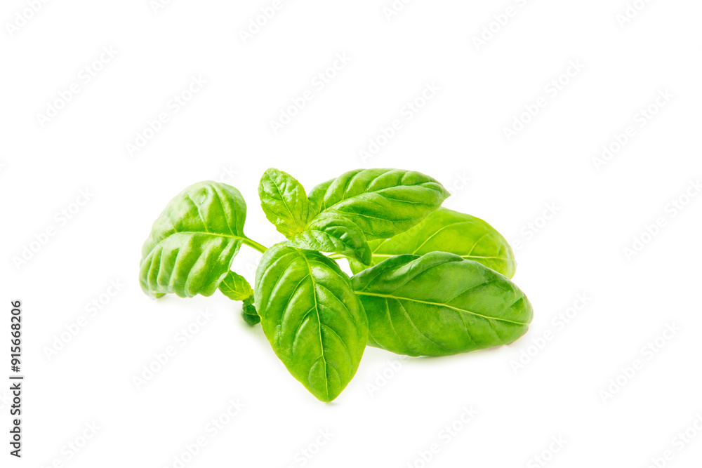 Obraz premium Basil isolated on white background. Fresh organic basil leaves isolated on white background. Spices. Vegan.