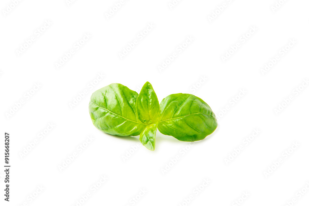 Basil isolated on white background. Fresh organic basil leaves isolated on white background. Spices. Vegan. Basil isolated on white background. Fresh organic basil leaves isolated on white background. Spices. Vegan.