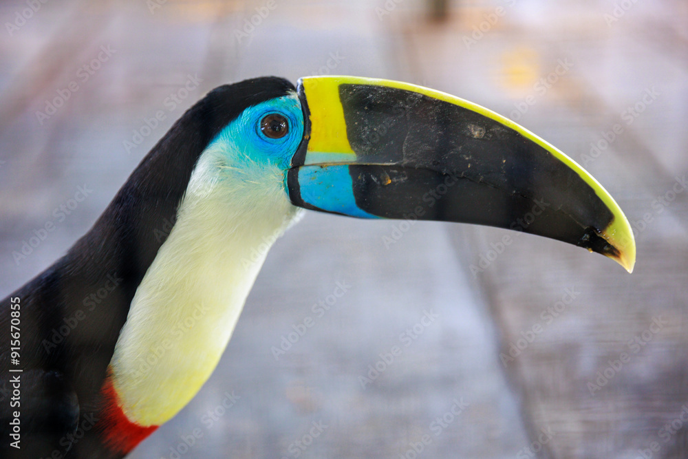 Fototapeta premium Peruvian rainforest toucan looking at the camera