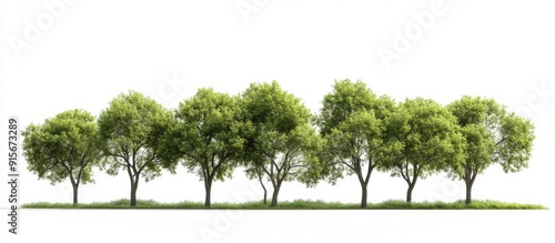 A group of green elm trees isolated against a white background symbolizes nature ecology conservation strength endurance force and life. with copy space image. Place for adding text or design