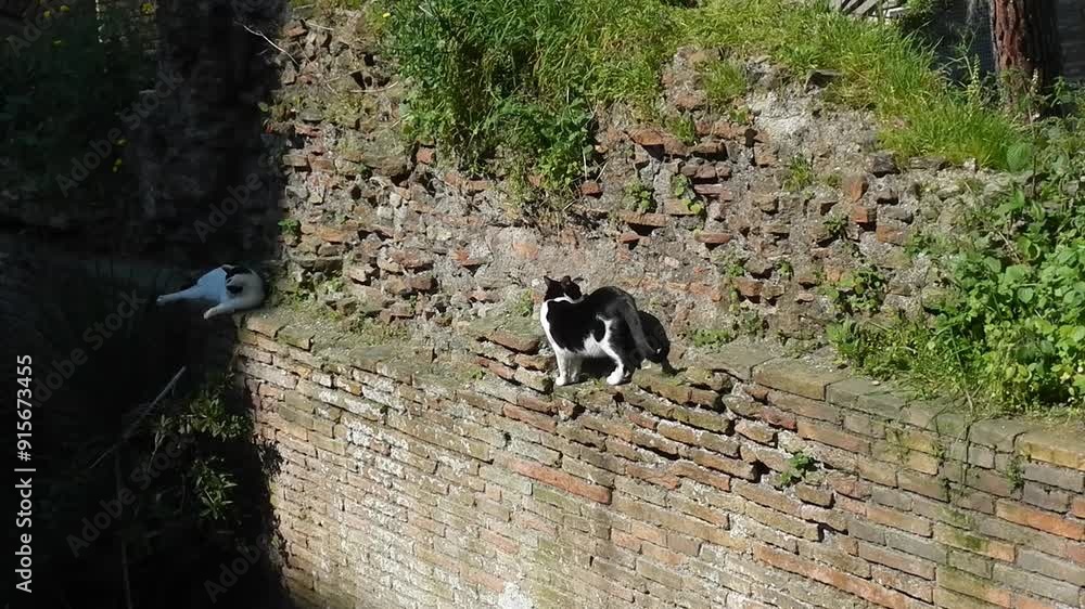 Cats on ancient ruins Largo di Torre Argentina in city Rome on spring time. Topics: animals, ancient rome, tourist attraction, tourism, sightseeing, travel Cats on ancient ruins Largo di Torre Argentina in city Rome on spring time. Topics: animals, ancient rome, tourist attraction, tourism, sightseeing, travel