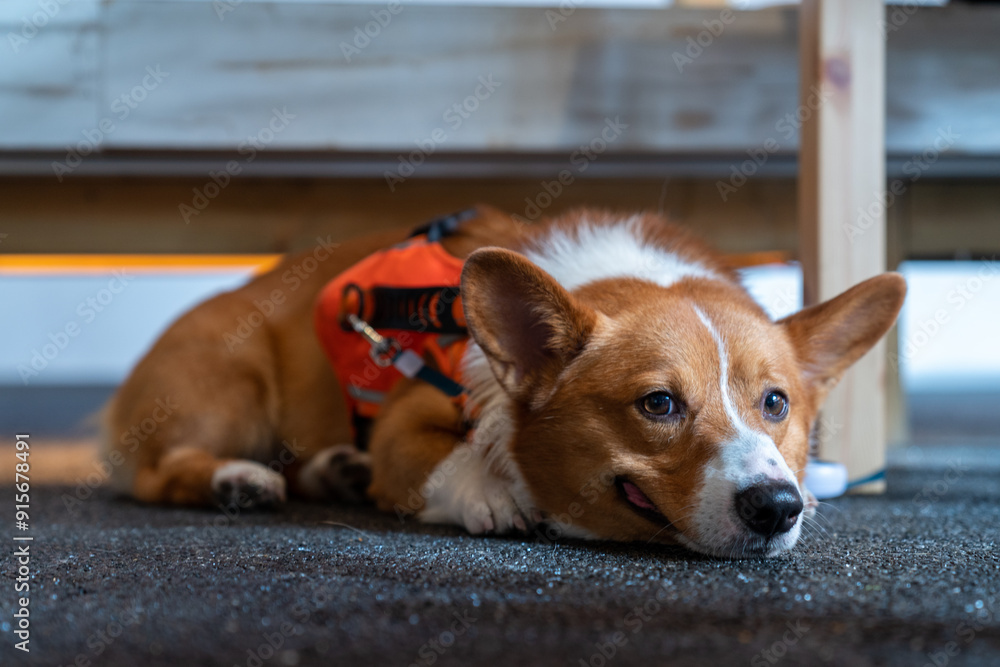 An adorable Pembroke Welsh Corgi sitting comfortably on the floor, wearing a bright orange harness. The dog is looking directly at the camera with its tongue out, creating a friendly and joyful. An adorable Pembroke Welsh Corgi sitting comfortably on the floor, wearing a bright orange harness. The dog is looking directly at the camera with its tongue out, creating a friendly and joyful.