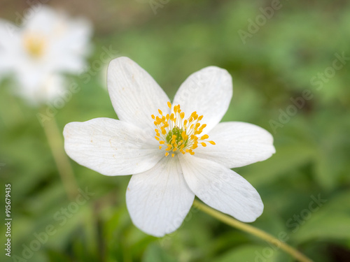 anemone flowers in spring closeup