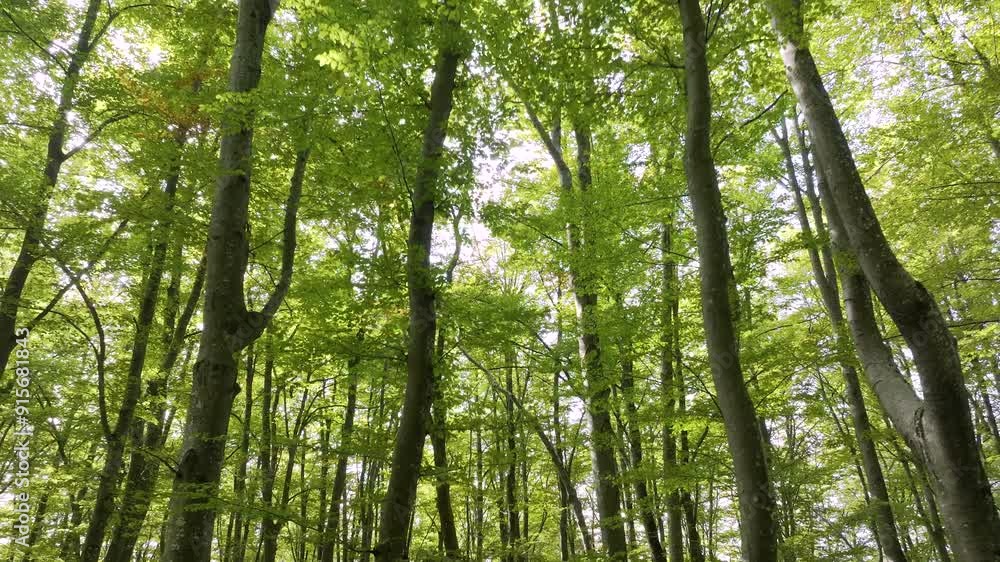 LOW ANGLE VIEW: Sunlight shines through vibrant green canopy of a deciduous forest. Tranquil and serene environment among the lush and dense arrangement of trees and leaves. Springtime in the woods. LOW ANGLE VIEW: Sunlight shines through vibrant green canopy of a deciduous forest. Tranquil and serene environment among the lush and dense arrangement of trees and leaves. Springtime in the woods.