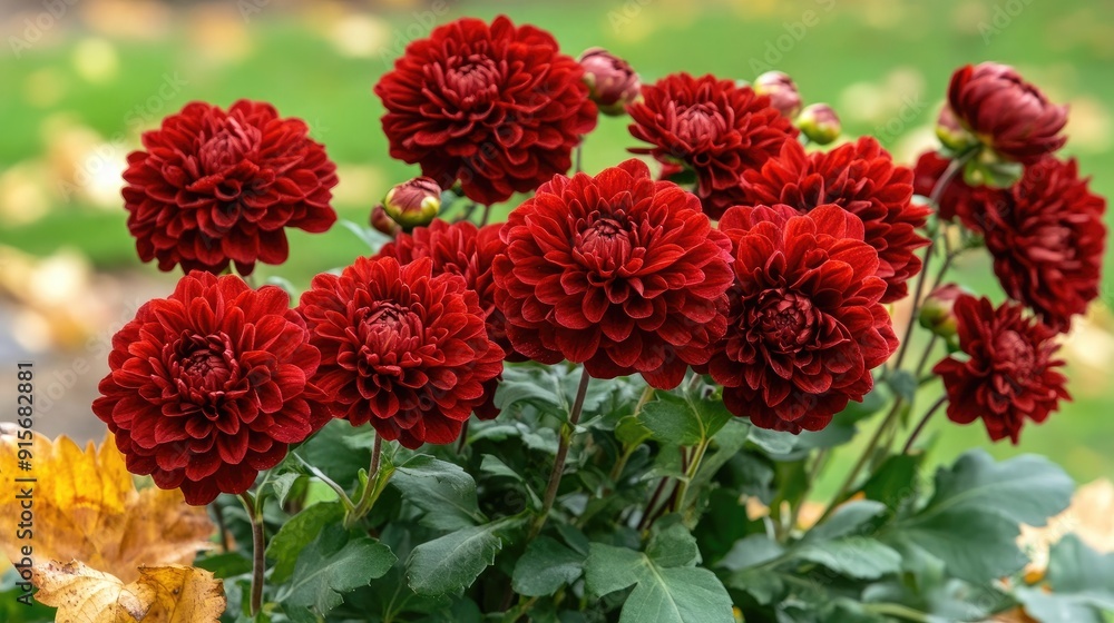 Vibrant red chrysanthemums blooming in autumn garden surrounded by colorful foliage Vibrant red chrysanthemums blooming in autumn garden surrounded by colorful foliage