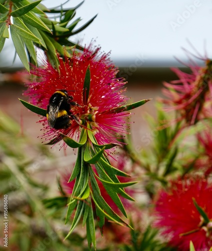 Stunning red Bottlebrush flower Melaleuca Rugulosa, being visited by a Bumblebee. photo