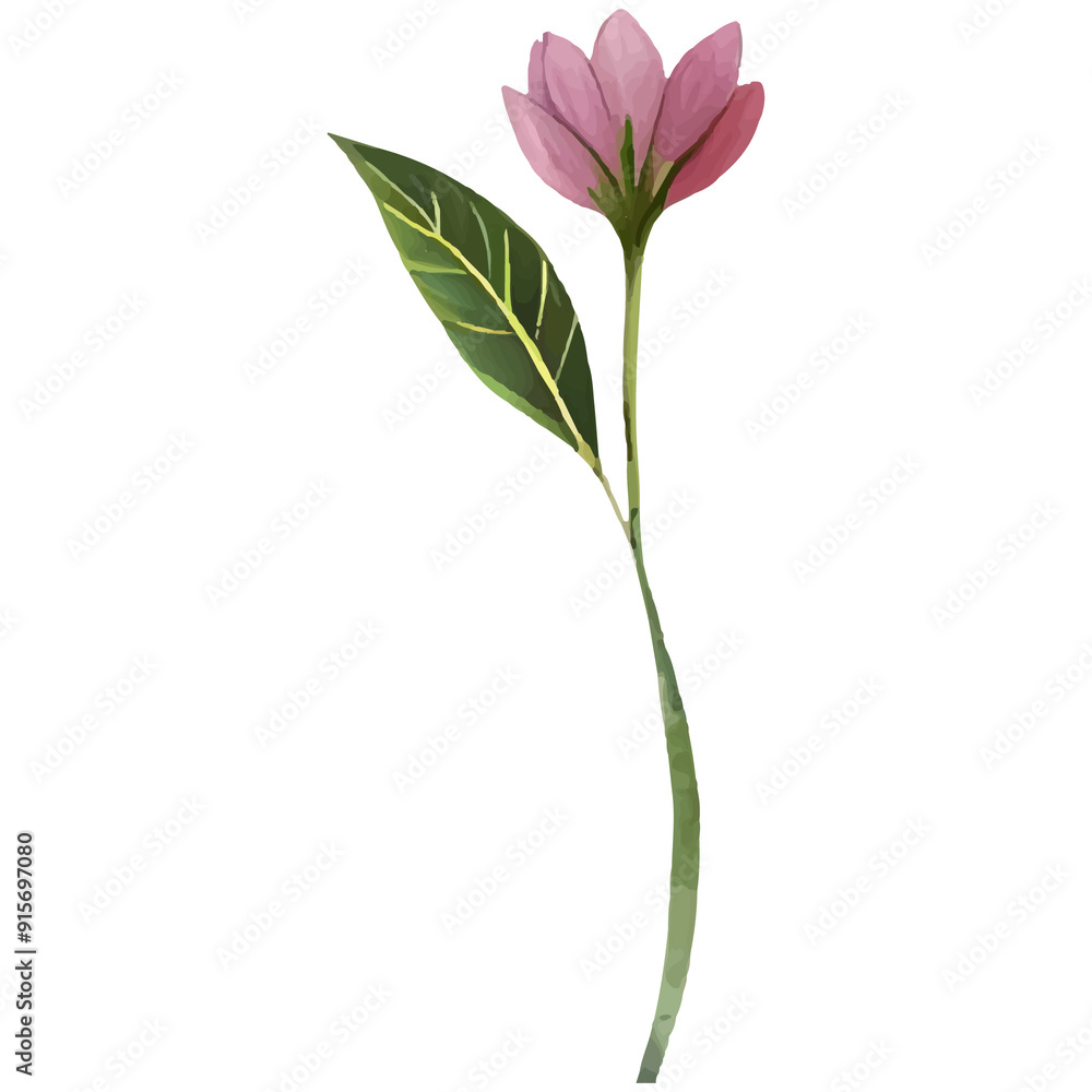 Single pink flower with a green leaf on a white background. Single pink flower with a green leaf on a white background.