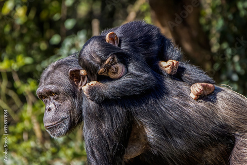 Obraz na plátně Mum and young chimp