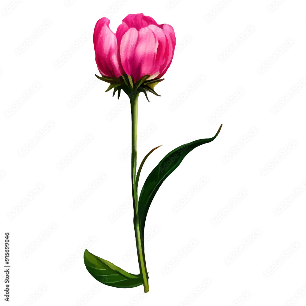 Single pink flower with green stem and leaves, isolated. Single pink flower with green stem and leaves, isolated.