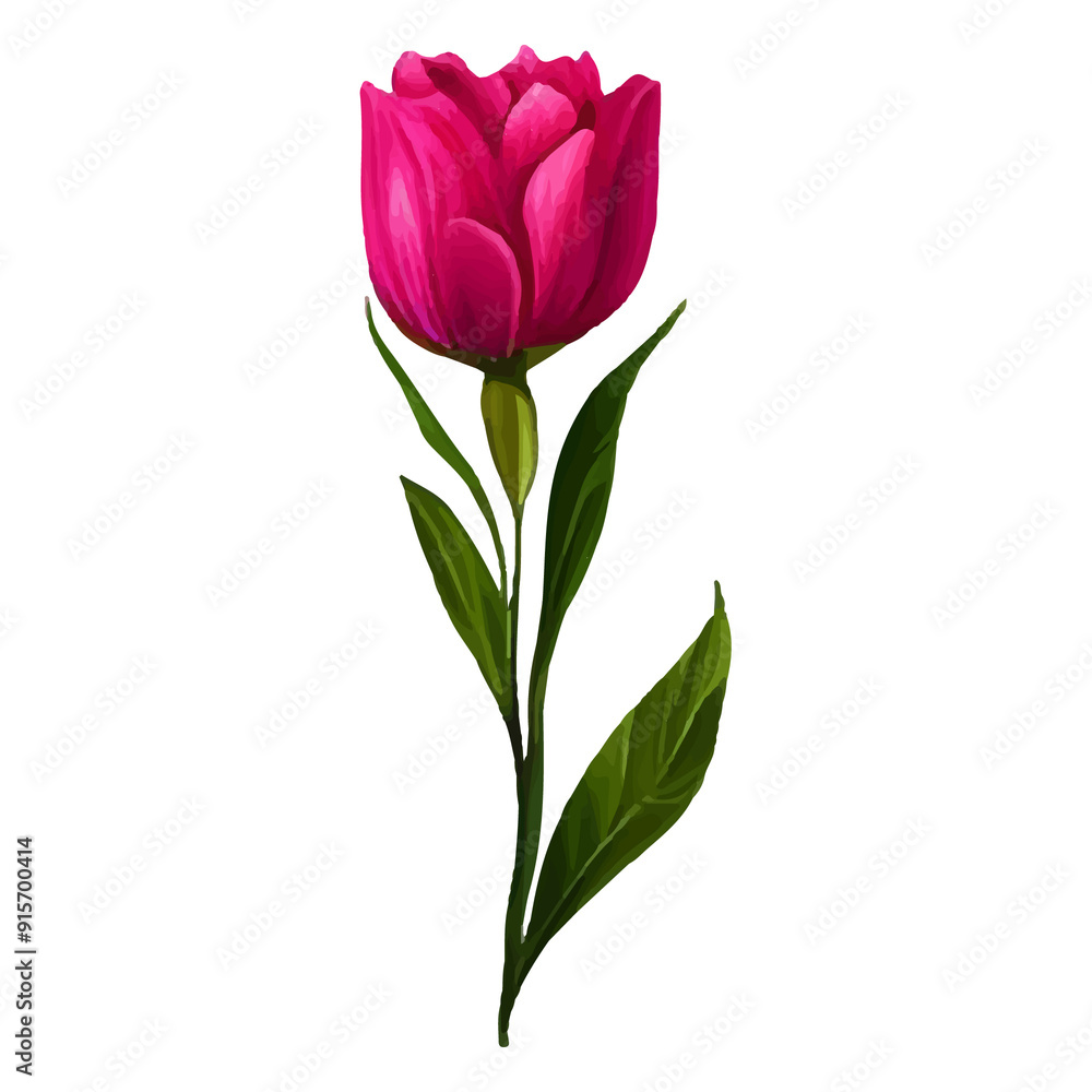 Single pink tulip with green leaves, isolated on white background. Single pink tulip with green leaves, isolated on white background.