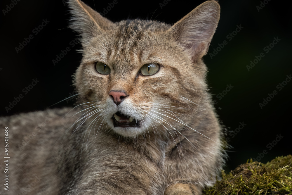 Wildkatze Wildkatze