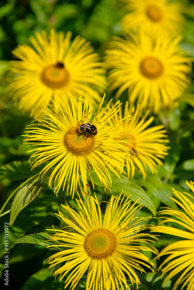 Obraz premium Background photography of Inula hookeri and honey bee, Hooker inula, pollination, insect, garden; flower; blossom; floral; plant; bright; summer; nature