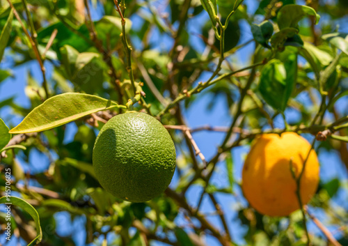 Cuadro en lienzo Green oranges hanging on a tree branch with leaves