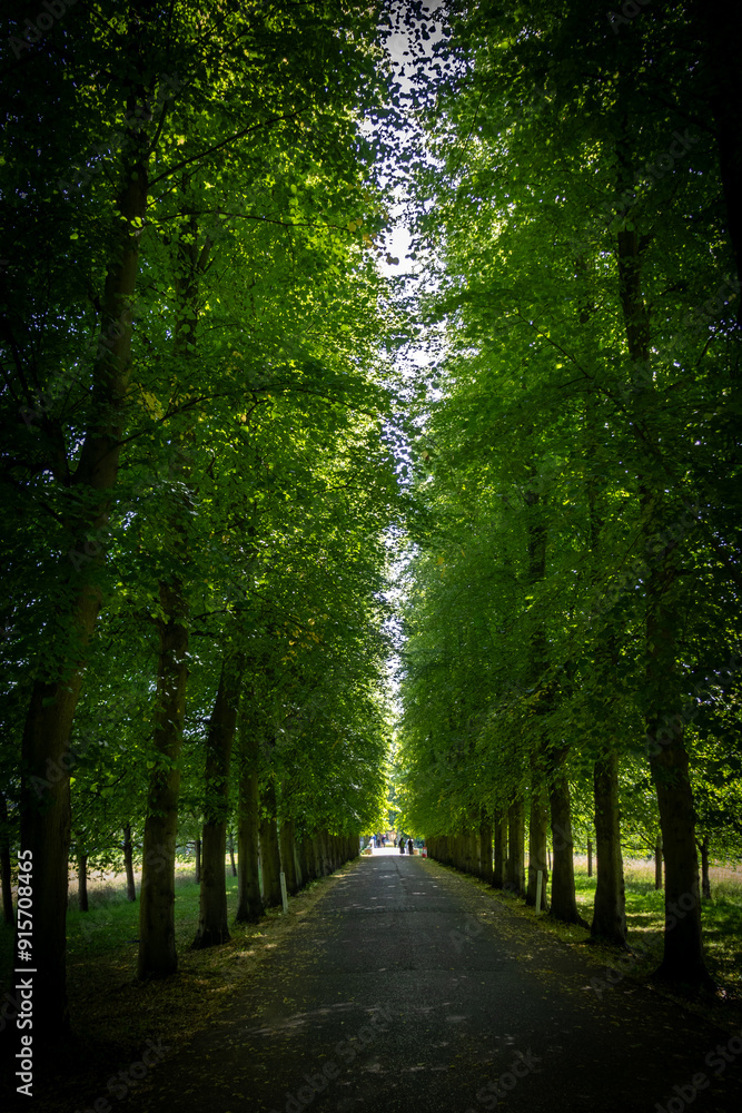 Naklejka premium Enchanting tree-lined avenue with lush green foliage forming a natural canopy, leading to a bright, sunlit clearing in the distance
