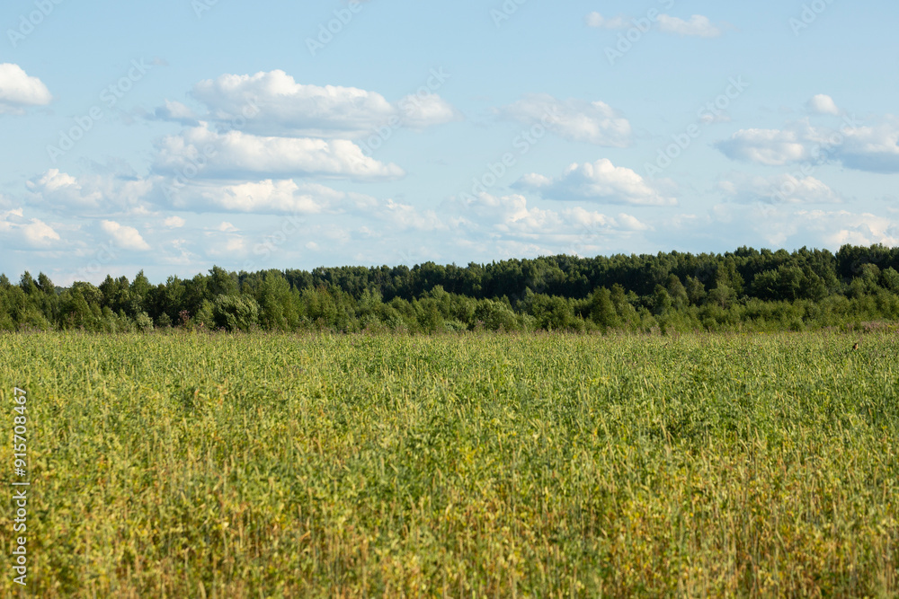 field of grass and blue sky field of grass and blue sky