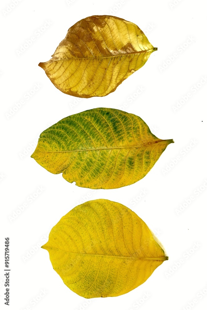Obraz premium autumn leaf isolated on white