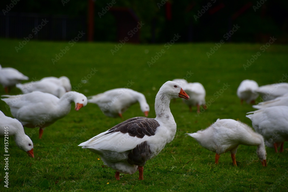 Geese in the Cahir Castle Park, Cahir, Co. Tipperary, Ireland Geese in the Cahir Castle Park, Cahir, Co. Tipperary, Ireland