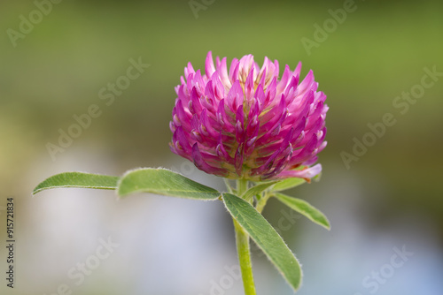 red meadow clover close-up