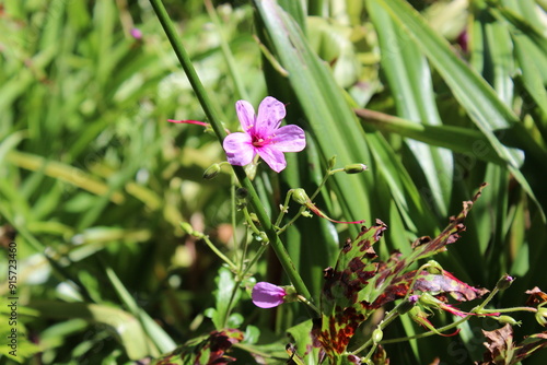  Canary Island geranium, Geranium palmatum