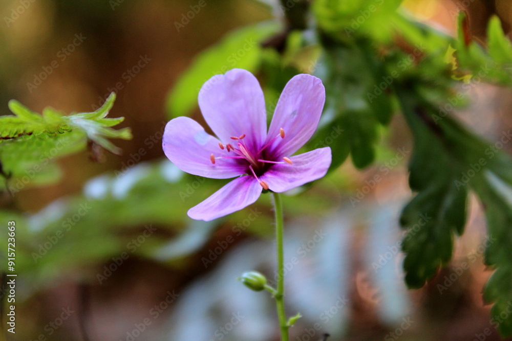  Canary Island geranium, Geranium palmatum