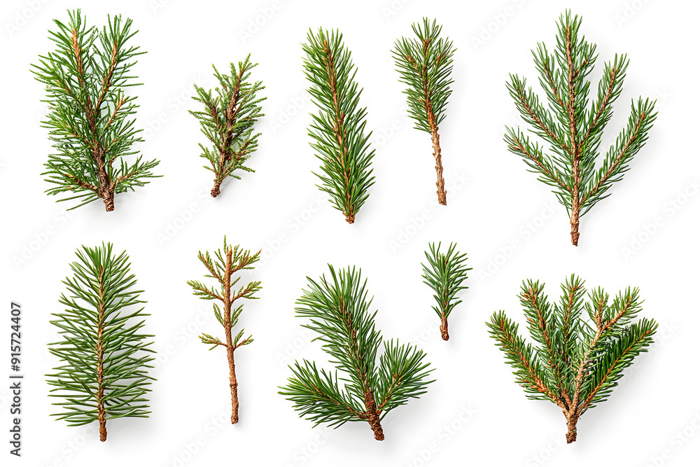 Branch of pine, fir tree collection isolated on white collection Branch of pine, fir tree collection isolated on white collection
