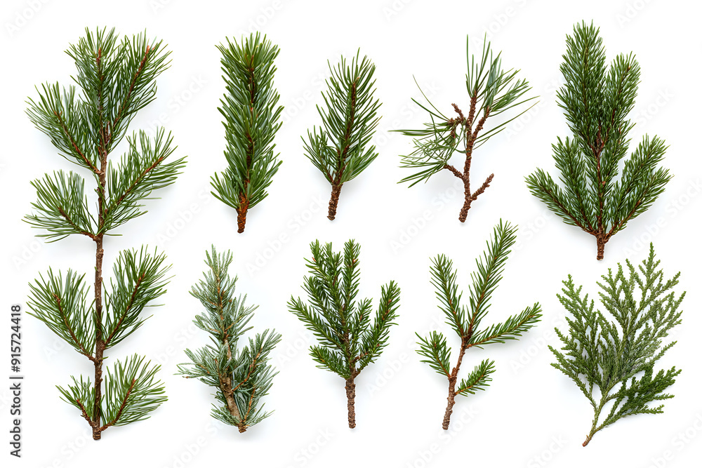 Branch of pine, fir tree collection isolated on white collection Branch of pine, fir tree collection isolated on white collection