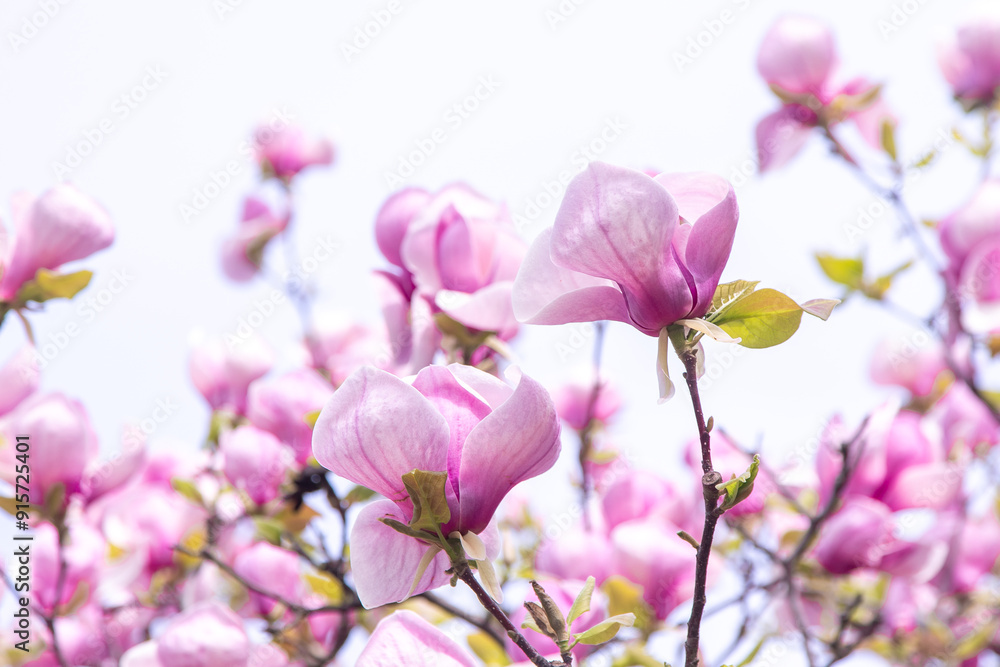 Pink magnolia flowers. Flower bud on a tree branch in the garden. Spring blooming nature Pink magnolia flowers. Flower bud on a tree branch in the garden. Spring blooming nature