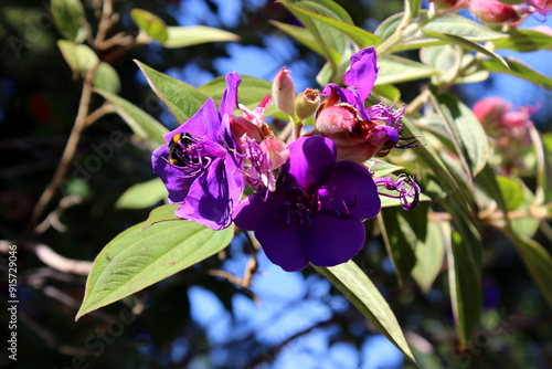 Prinzessinenstrauch, princess flower, Pleroma urvilleanum, Madeira Island photo