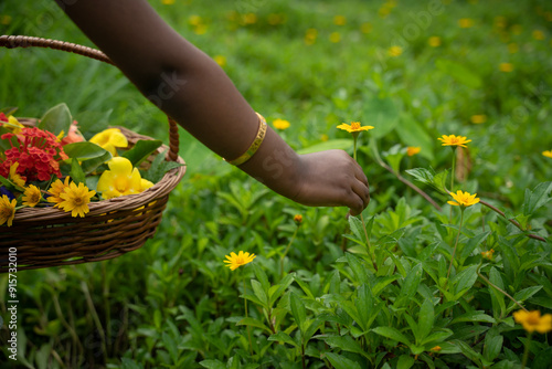 Girl picking flowers for Onam festival pookalam decoration