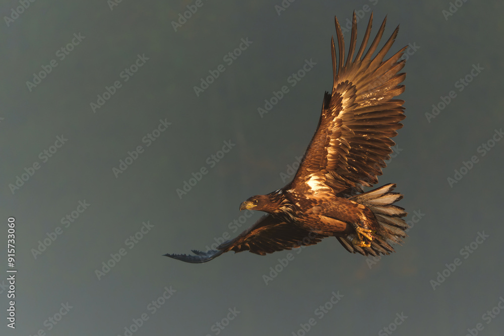 Fototapeta premium Eagle flying. White tailed eagles (Haliaeetus albicilla) flying at a field in the forest of Poland searching for food on a foggy autumn morning.