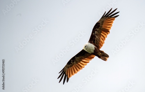 Brahminy kite up close and full wing spread flight with backlight in Tuticorin, India