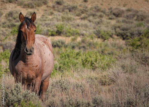 Amarissa, Wild Horse of the Sand Wash Basin in Colorado Sage Brush