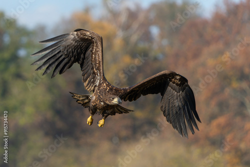 Eagle flying. White tailed eagles (Haliaeetus albicilla) flying at a field in the forest of Poland searching for food on a foggy autumn morning.