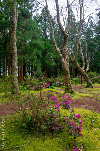 Charming small bridge over a creek in a picnic park on Terceira Island, Azores, Portugal. Perfect for nature and travel imagery. photo