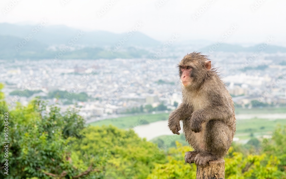 Naklejka premium Japanese macaques sitting atop a wooden fence overlooking the city of Kyoto in Japan, with hills in the background. Arashiyama Kyoto