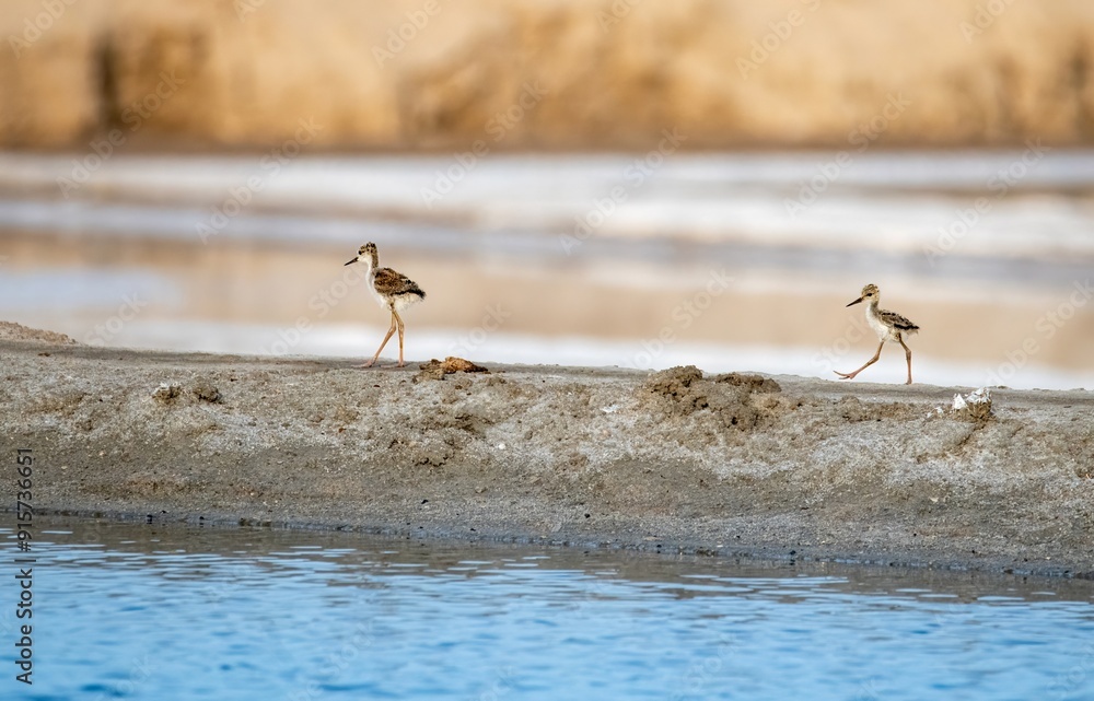 Black winged stilt juveniles walking along salt pans in Tuticorin, India Black winged stilt juveniles walking along salt pans in Tuticorin, India