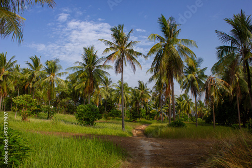 grove of coconut trees on a sunny day