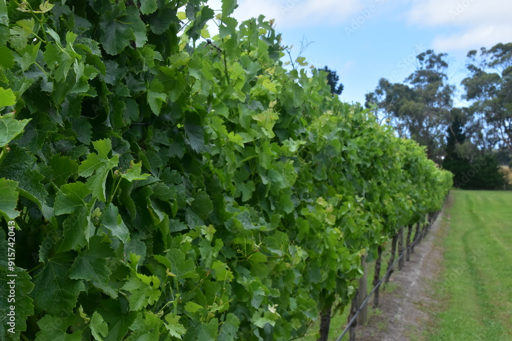 The lush green wineries of the Mornington Peninsula Shire in Victoria, Australia The lush green wineries of the Mornington Peninsula Shire in Victoria, Australia