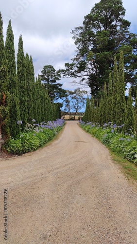 A stunning green allee of trees cypress treas along a dirt road alley photo